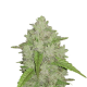 Original Auto Amnesia Haze - FASTBUDS | TanieSianie.pl