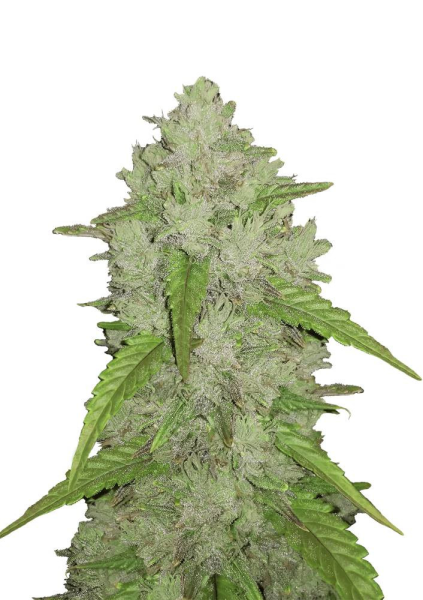 Original Auto Amnesia Haze - FASTBUDS | TanieSianie.pl