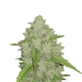 Original Auto Amnesia Haze - FASTBUDS