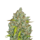 Original Auto Bubblegum - FASTBUDS | TanieSianie.pl