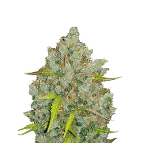 Original Auto Bubblegum - FASTBUDS | TanieSianie.pl