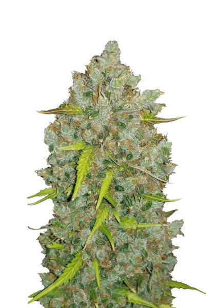 Original Auto Bubblegum - FASTBUDS | TanieSianie.pl