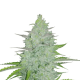 Original Auto Cheese - FASTBUDS | TanieSianie.pl