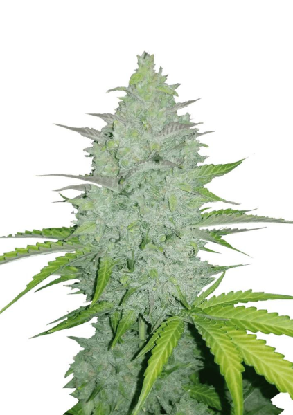 Original Auto Cheese - FASTBUDS | TanieSianie.pl