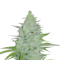 Original Auto Cheese - FASTBUDS