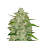 Original Auto Chemdawg - FASTBUDS | TanieSianie.pl