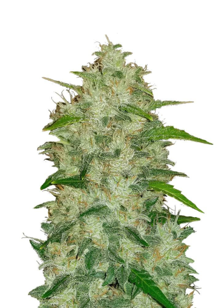 Original Auto Chemdawg - FASTBUDS | TanieSianie.pl