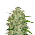 Original Auto Chemdawg - FASTBUDS
