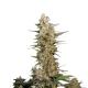 Original Auto Critical - FASTBUDS | TanieSianie.pl
