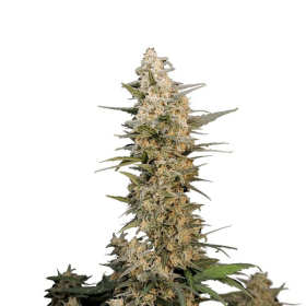 Original Auto Critical - FASTBUDS | TanieSianie.pl