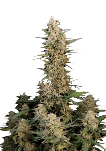 Original Auto Critical - FASTBUDS | TanieSianie.pl