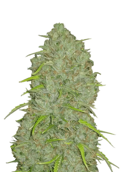 Original Auto Jack Herer - FASTBUDS | TanieSianie.pl
