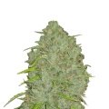 Original Auto Jack Herer - FASTBUDS