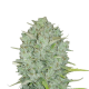 Original Auto Northern Lights - FASTBUDS | TanieSianie.pl