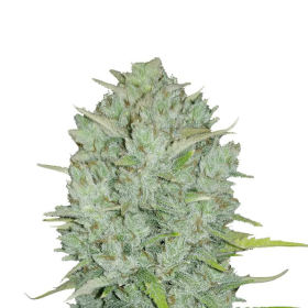 Original Auto Northern Lights - FASTBUDS | TanieSianie.pl