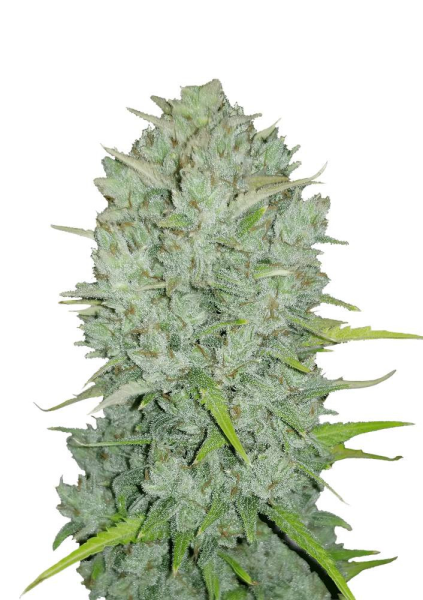 Original Auto Northern Lights - FASTBUDS | TanieSianie.pl