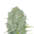 Original Auto Northern Lights - FASTBUDS