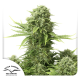 Auto StarRyder - DUTCH PASSION | TanieSianie.pl