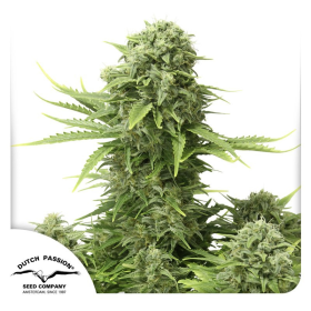 Auto StarRyder - DUTCH PASSION | TanieSianie.pl