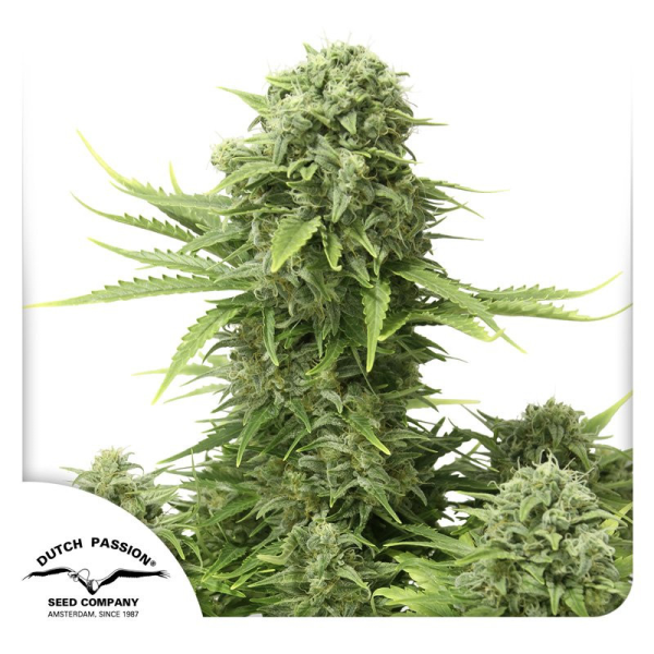 Auto StarRyder - DUTCH PASSION | TanieSianie.pl