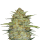 Original Auto OG Kush - FASTBUDS | TanieSianie.pl