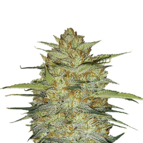 Original Auto OG Kush - FASTBUDS | TanieSianie.pl