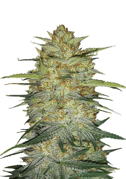 Original Auto OG Kush - FASTBUDS | TanieSianie.pl