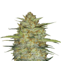 Original Auto OG Kush - FASTBUDS