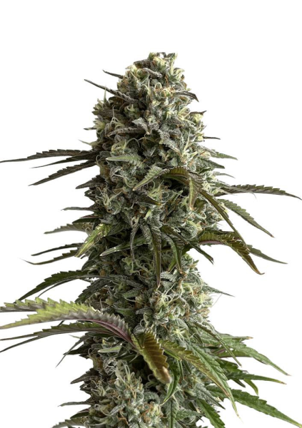 Original Auto Skunk - FASTBUDS | TanieSianie.pl