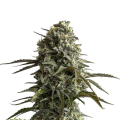 Original Auto Skunk - FASTBUDS