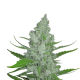 Original Auto Sour Diesel - FASTBUDS | TanieSianie.pl