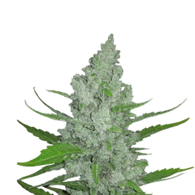 Original Auto Sour Diesel - FASTBUDS | TanieSianie.pl