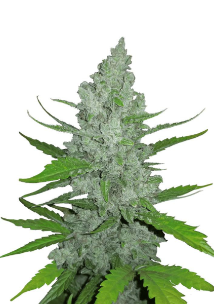 Original Auto Sour Diesel - FASTBUDS | TanieSianie.pl