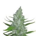 Original Auto Sour Diesel - FASTBUDS