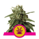 Shogun - ROYAL QUEEN SEEDS | TanieSianie.pl