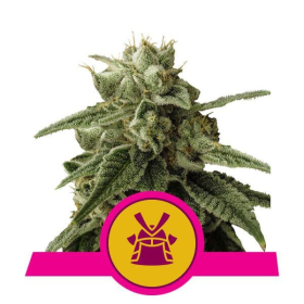 Shogun - ROYAL QUEEN SEEDS | TanieSianie.pl