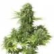 Auto StarRyder - DUTCH PASSION | TanieSianie.pl