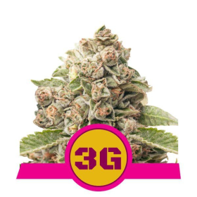 Triple G - ROYAL QUEEN SEEDS | TanieSianie.pl