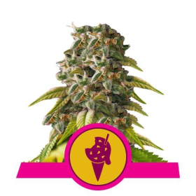 Cookies Gelato - ROYAL QUEEN SEEDS | TanieSianie.pl