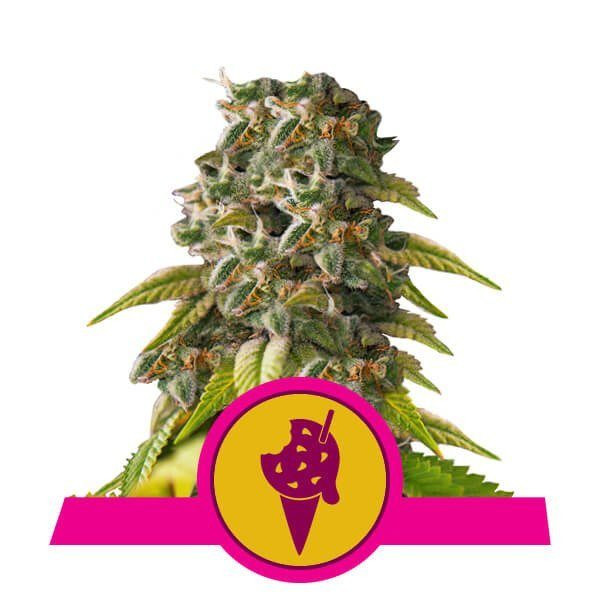 Cookies Gelato - ROYAL QUEEN SEEDS | TanieSianie.pl
