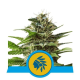 Tatanka Pure CBD - ROYAL QUEEN SEEDS | TanieSianie.pl
