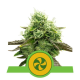 Sweet ZZ Automatic - ROYAL QUEEN SEEDS | TanieSianie.pl