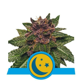 Purplematic CBD Auto - ROYAL QUEEN SEEDS | TanieSianie.pl