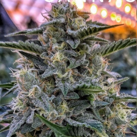 Bruce Banner Auto | TanieSianie.pl