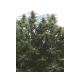 Jamaican Dream | TanieSianie.pl