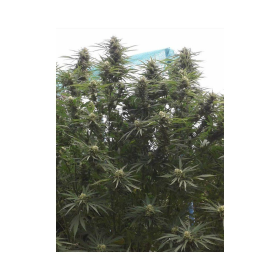 Jamaican Dream | TanieSianie.pl