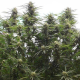 Jamaican Dream | TanieSianie.pl