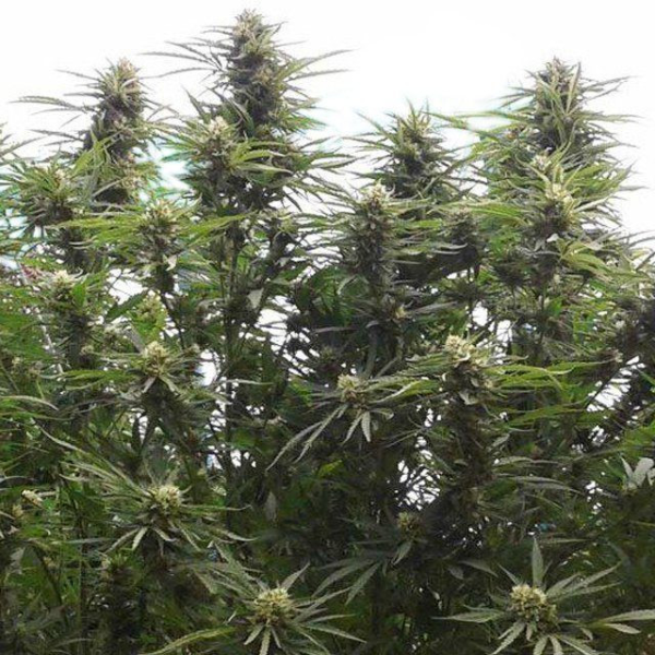 Jamaican Dream | TanieSianie.pl