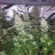 Critical Kush | TanieSianie.pl