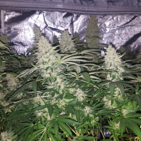 Critical Kush | TanieSianie.pl